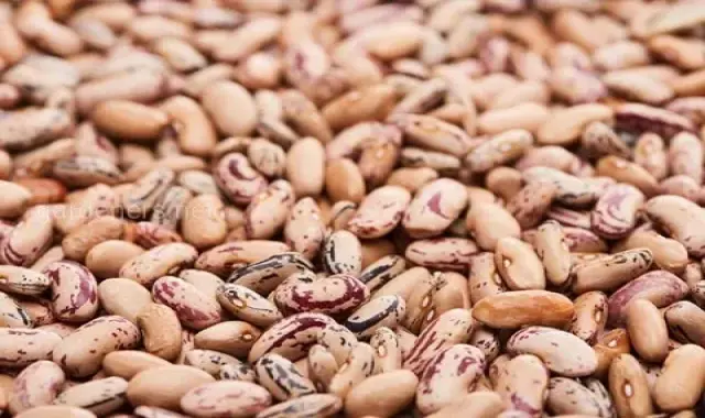 لوبیا چیتی ارگانیک Pinto beans ارغوانی قرمز سفید تهیه انواع کنسرو