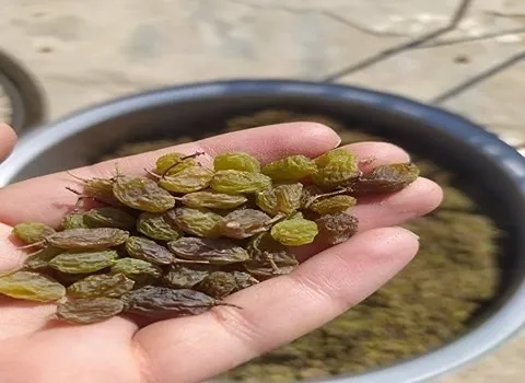 خرید کشمش سبز سایه خشک + بهترین قیمت