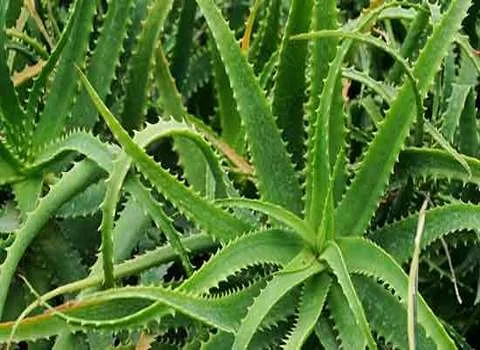 قیمت آلوئه شاخ بزی + خرید انواع متنوع  آلوئه شاخ بزی