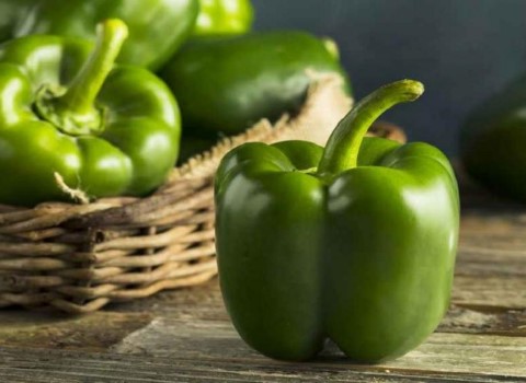 تاثیر حجم تولید بر افزایش قیمت فلفل دلمه ای در بازارهای بین المللی