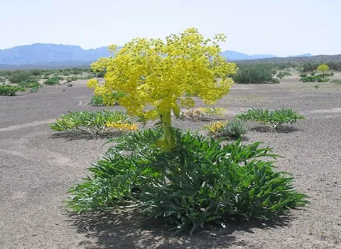 بهترین گیاه آنغوزه سبز + قیمت خرید عالی