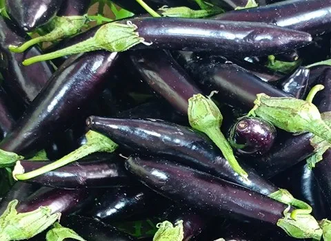 قیمت بادمجان مخصوص ترشی + مشخصات بسته بندی عمده و ارزان