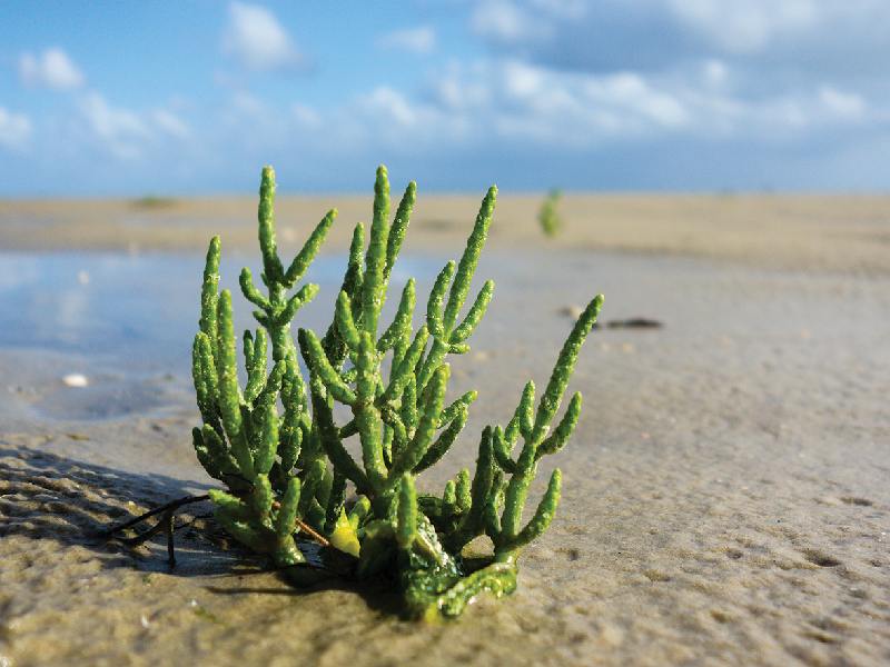 گیاه سالیکورنیا؛ سبز قرمز خاکی گوشتی آبدار محل پرورش (باتلاق صحرا)