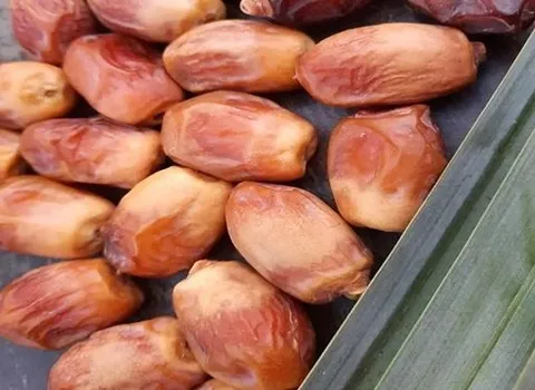 معرفی خرما زرد زاهدی + بهترین قیمت خرید