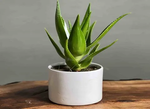 خرید و قیمت روز آلوورا شاخ گوزنی