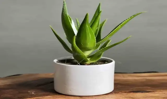 خرید و قیمت روز آلوورا شاخ گوزنی