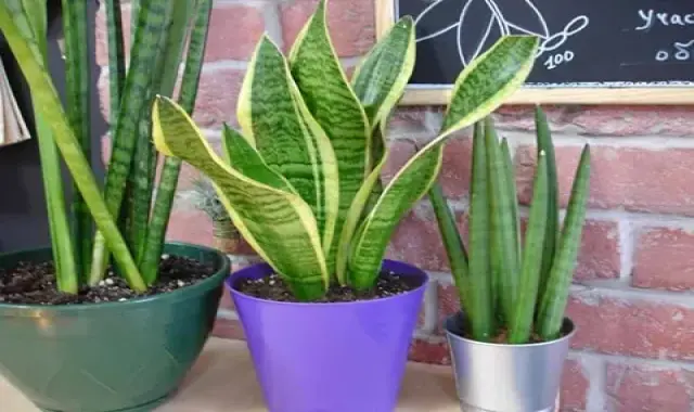 خرید و قیمت انواع گیاه آپارتمانی برگ ضخیم