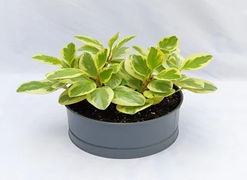 خرید و قیمت انواع گل آپارتمانی ابلق