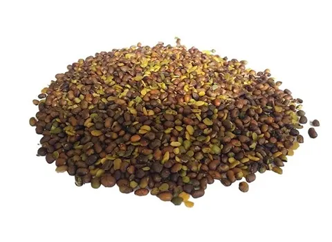 قیمت مغز پسته کوهی + مشخصات بسته بندی عمده و ارزان