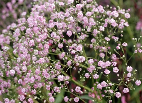 خرید انواع گل ژیپسوفیلا صورتی + قیمت