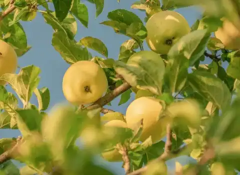 معرفی سیب درختی زرد + بهترین قیمت خرید