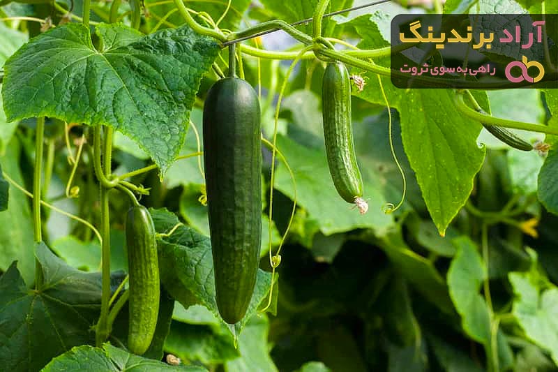 خرید خیار گلخانه ای ویولا + قیمت عالی با کیفیت تضمینی