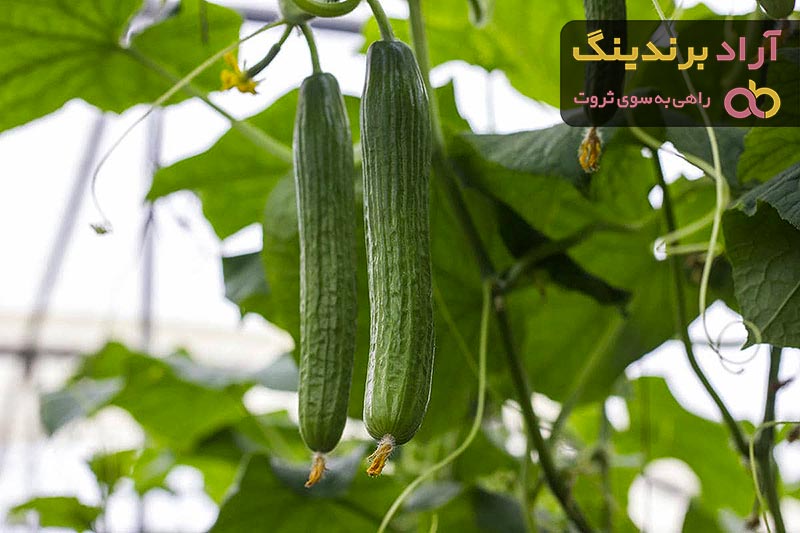 قیمت خیار گلخانه ای ویهان + مشخصات بسته بندی عمده و ارزان
