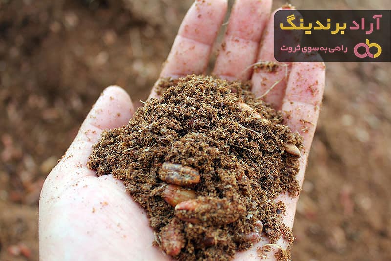 قیمت خرید پوست هسته خرما + طرز تهیه