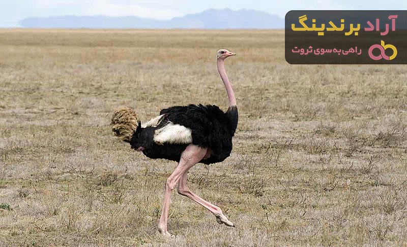 بهترین شترمرغ زنده کدام است؟ + مقایسه کامل | قیمت عالی