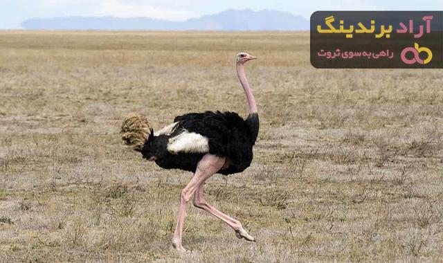 بهترین شترمرغ زنده کدام است؟ + مقایسه کامل | قیمت عالی