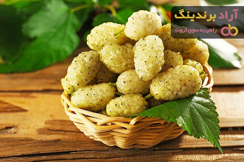 آشنایی با توت سفید + قیمت استثنایی خرید توت سفید