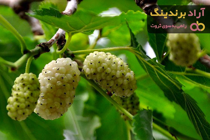 بهترین توت سفید شیرین + قیمت خرید عالی