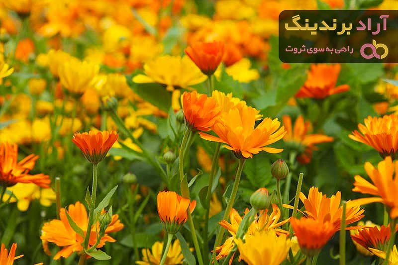 لیست قیمت گل همیشه بهار بنفش ۱۴۰۱