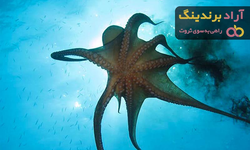 قیمت خرید جوهر ماهی مرکب  + راهنمای استفاده