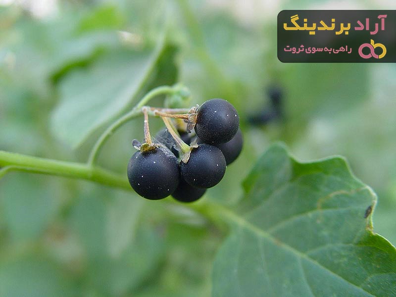 گیاه روناس | خرید انواع گیاه روناس،روناسي،رناس،نباتی،روغناس مناسب همه سنین