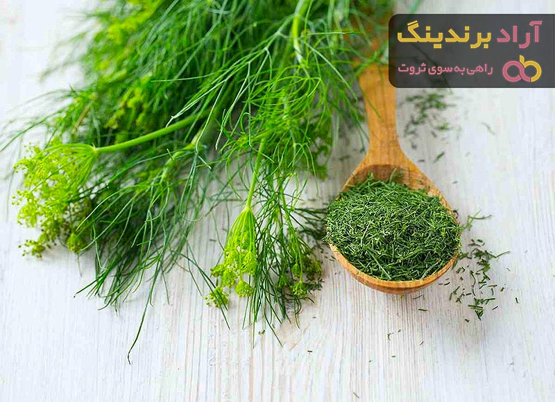 قیمت خرید شوید خشک از تولید به مصرف به صورت عمده و فله