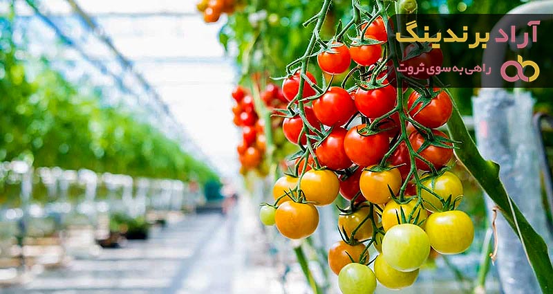 فروش گوجه فرنگی گلخانه ای درجه یک صادراتی با قیمت مناسب