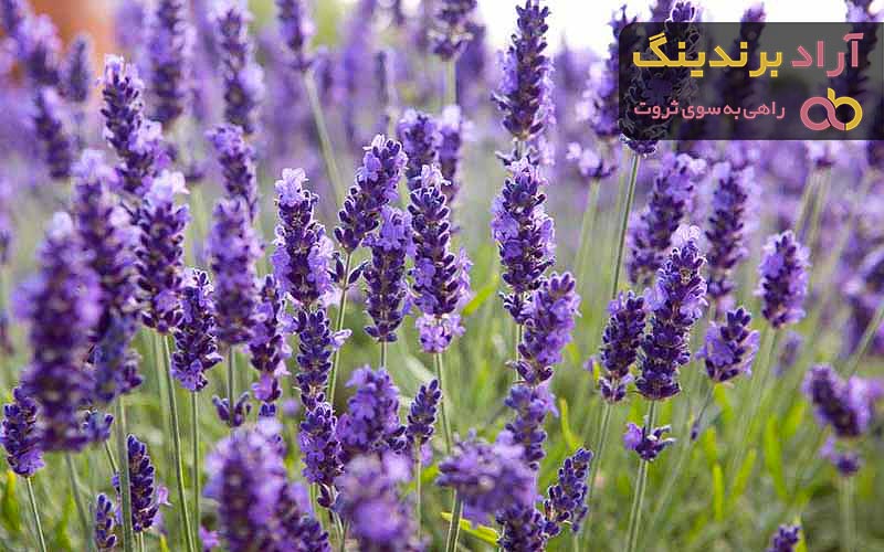خواص گیاه اسطوخودوس برای بیماری های معده و بررسی انواع آن
