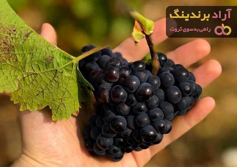 بهترین انگور سیاه دیم  + قیمت خرید عالی