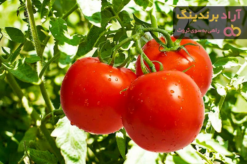 خواص گوجه فرنگی برای پوست و مو که از آن بی خبر هستید