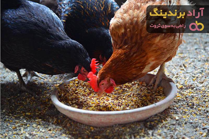 قیمت خوراک دام و طیور با کیفیت و بررسی ارزش غذایی بالای آن