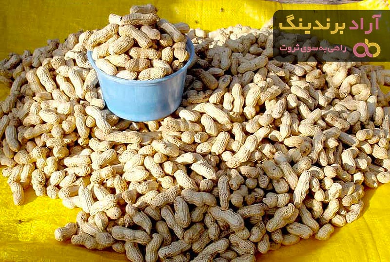 معرفی بادام زمینی خام + بهترین قیمت خرید