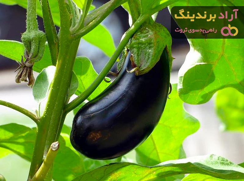 قیمت خرید گیاه بادمجان + فروش عالی
