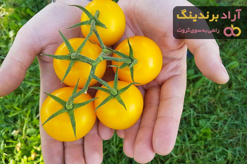 خرید و قیمت روز گوجه گیلاسی زرد