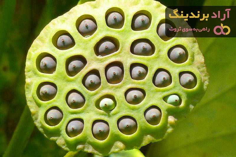 قیمت پسته دریایی خشک + مشخصات بسته بندی عمده و ارزان