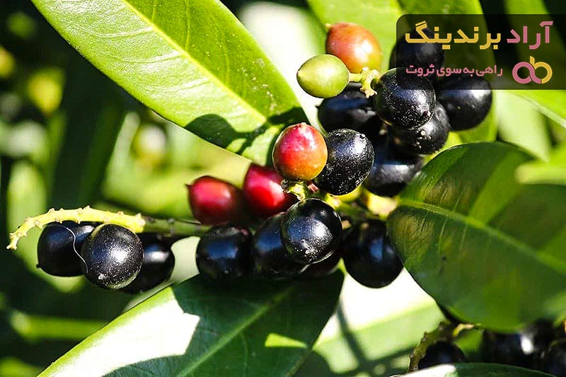 طبع و خواص زیتون سیاه + قیمت خرید