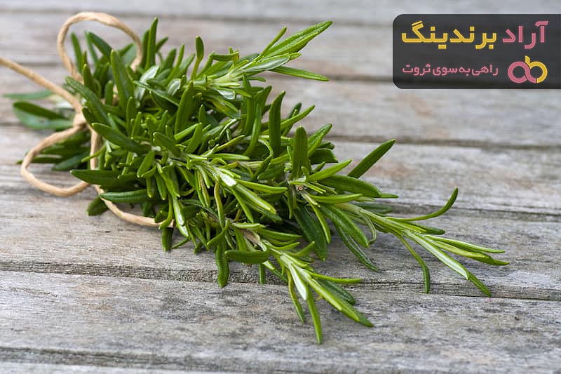 مرجع قیمت انواع سبزی رزماری + خرید ارزان