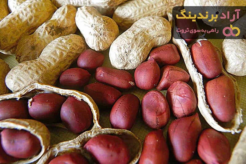 قیمت بادام زمینی گلستان