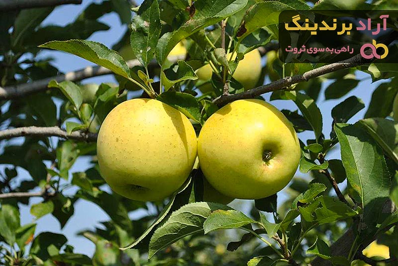 قیمت خرید سیب مراغه صادراتی + خواص، معایب و مزایا