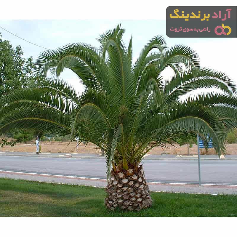 بهترین روش کاشت خرما + قیمت خرید عالی