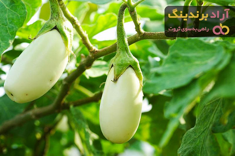 خرید و قیمت روز بذر بادمجان سفید 