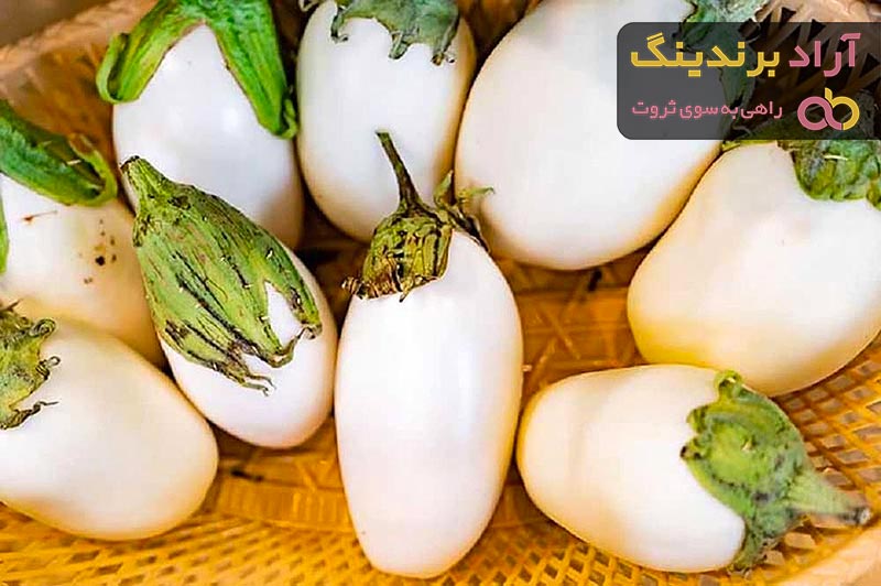 قیمت بذر بادمجان سفید + مشخصات بسته بندی عمده و ارزان