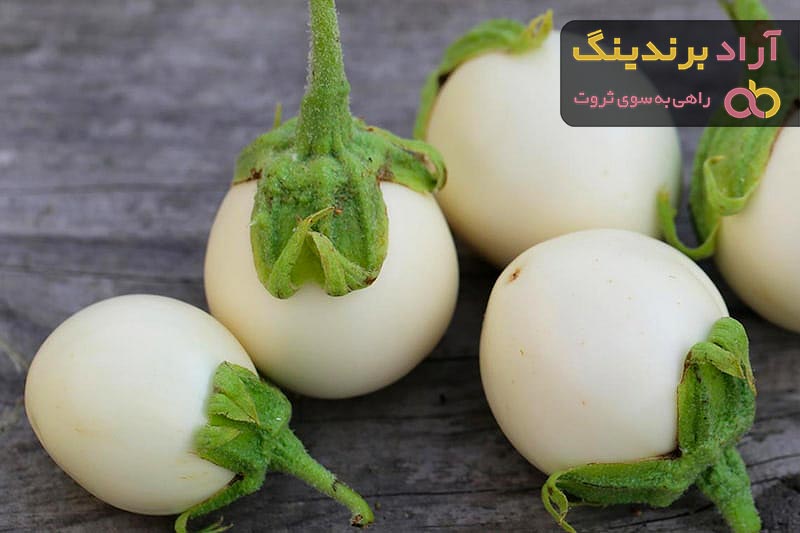 قیمت خرید بادمجان سفید مینیاتوری + مشخصات، عمده ارزان