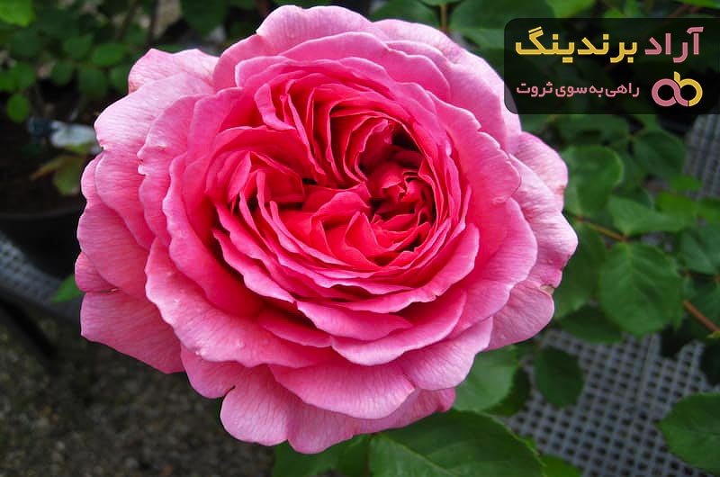 بهترین گل رز فلوریبوندا + قیمت خرید عالی