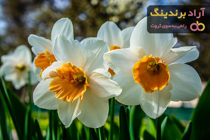 خرید جدیدترین انواع گل نرگس کریستال