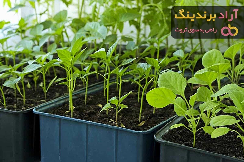 بهترین نشا بادمجان سفید + قیمت خرید عالی