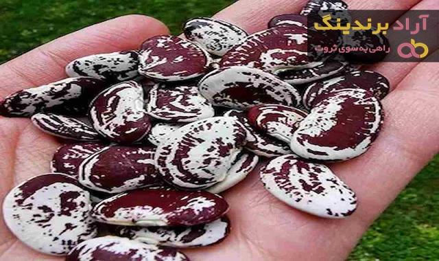 قیمت لوبیا عروس خمین + پخش تولیدی عمده کارخانه
