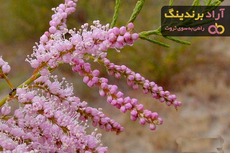 قیمت خرید گز انگبین مظفری از تولید به مصرف