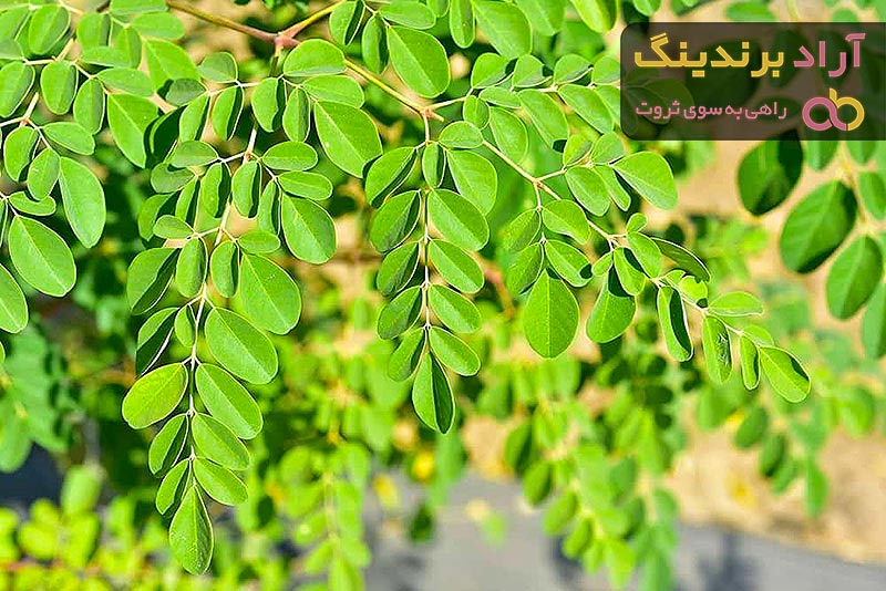 درخت گز روغنی + قیمت خرید، کاربرد، مصارف و خواص