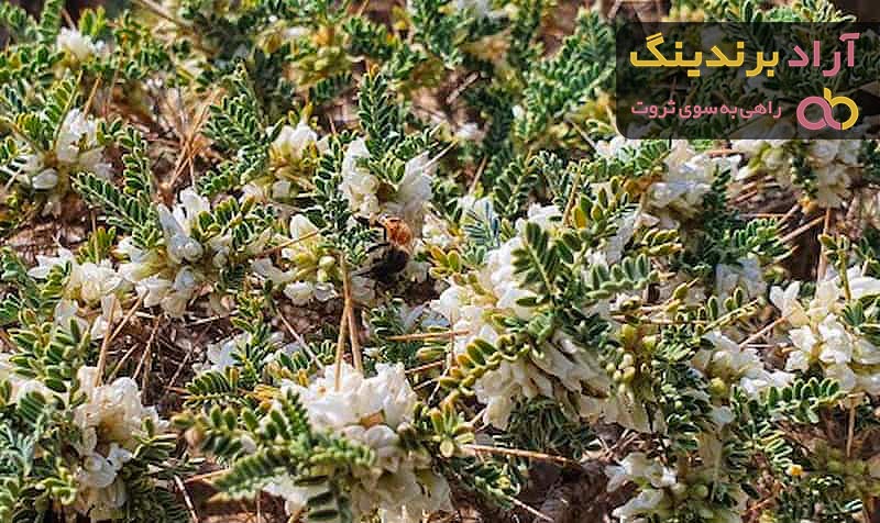 قیمت گز انگبین عصاری + خرید و فروش عمده